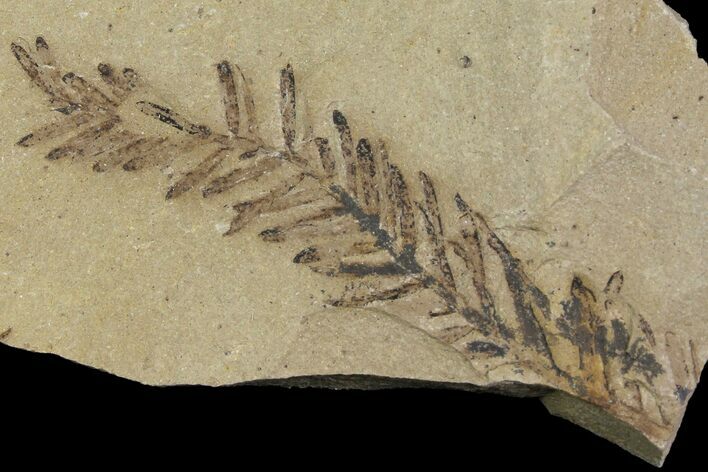 Dawn Redwood (Metasequoia) Fossil - Montana #165189